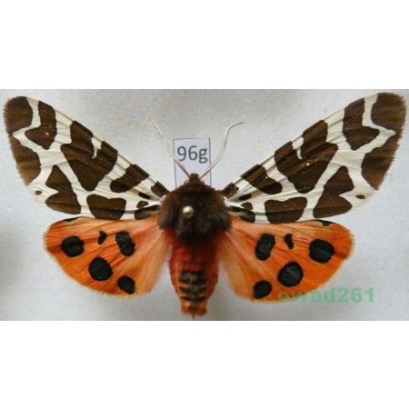 Arctia caja (Linnaeus, 1758) Niedźwiedziówka kaja male Poland96g